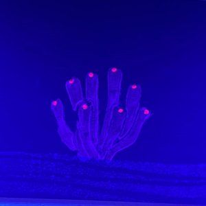 UV BLACKLIGHT CORAL PAINTING Black Canvas Coral Saltwater Reef Ocean Life Art